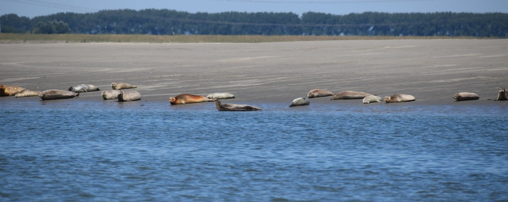 Zeehonden safari Westerschelde (321).JPG