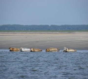 DSC_0064.JPG