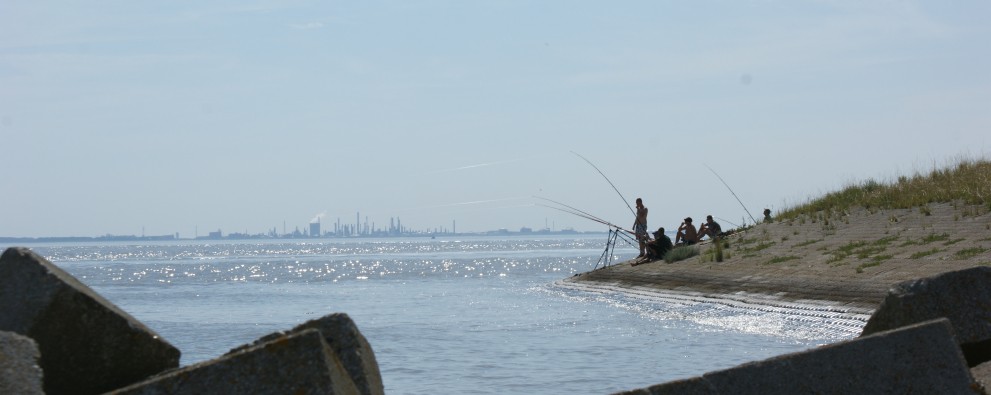 vissen op Westerschelde