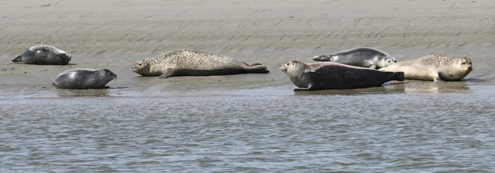 zeehonden op Westerschelde