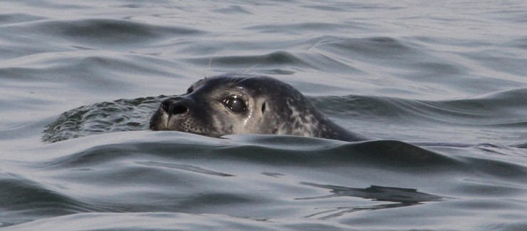 Zeehonden safari Westerschelde (290).jpg