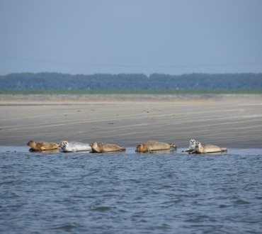 DSC_0064.JPG